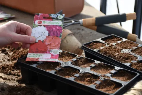 Ręka trzyma opakowanie nasion pelargonii, przygotowując się do siewu. Czas zacząć planować, kiedy siać pelargonie, by cieszyć się nimi latem.