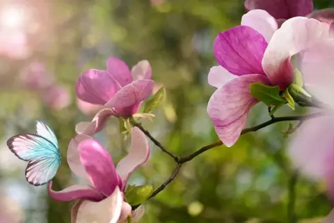Jak długo kwitnie magnolia? Poznaj tajemnice jej kwitnienia
