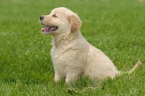 Uroczy, krótkowłosy golden retriever siedzi na zielonej trawie, patrząc w bok z otwartym pyszczkiem.