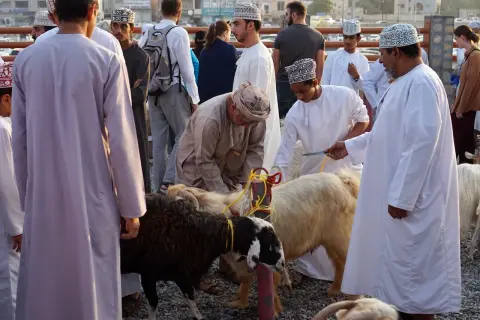 Oman: mężczyźni w tradycyjnych strojach przygotowują zwierzęta na targu. W tle widać inne osoby i budynki.