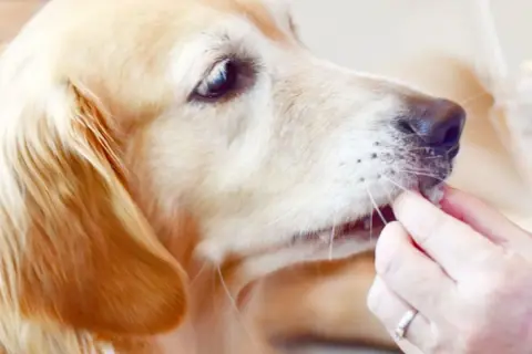 Złoty retriever ostrożnie przyjmuje coś z ręki, zastanawiając się, czy pies może jeść sól.