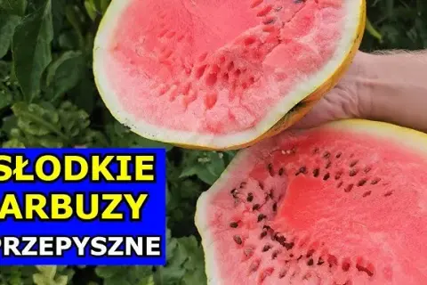 Jak sadzić arbuza w Polsce? Krok po kroku do słodkich owoców!