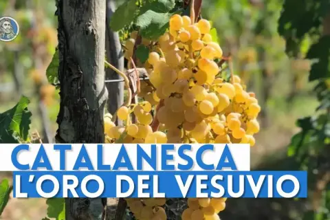 Grappoli dorati di uva Catalanesca del Vesuvio, "l'oro del Vesuvio", pendono da una vite.