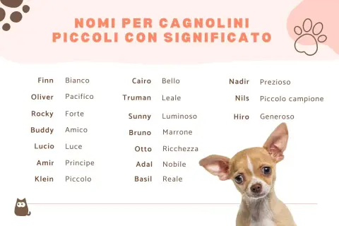 Lista di nomi per cani maschi con significato: Finn (Bianco), Oliver (Pacifico), Rocky (Forte), Buddy (Amico), Cairo (Bello), Truman (Leale), Sunny (Luminoso), Bruno (Marrone), Otto (Ricchezza), Nadir (Prezioso), Nils (Piccolo campione), Hiro (Generoso).
