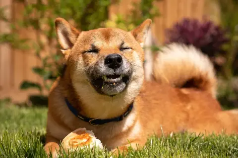 Szczęśliwy pies rasy Shiba Inu z zamkniętymi oczami gryzie kawałek chleba. Czy psy mogą jeść chleb? Ten pies zdaje się cieszyć!
