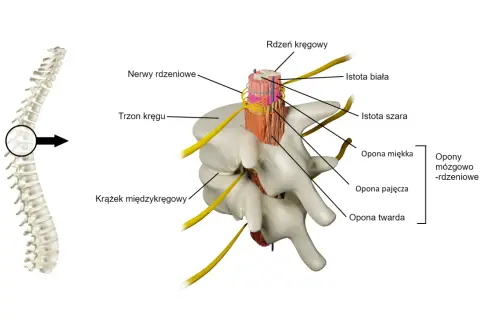Przekrój kręgosłupa ukazujący, gdzie jest rdzeń kręgowy, otoczony oponami i nerwami.