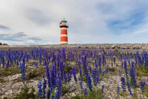 Rött och vitt fyr på Gotland, omgivet av lila blommor och en stenmur.