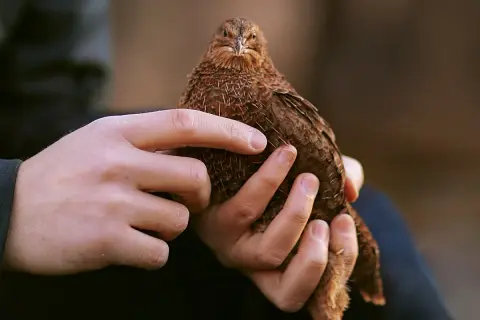 Hände halten ein braunes Wachtelküken. Ob es ein Hahn oder eine Henne ist, bleibt ein Geheimnis.