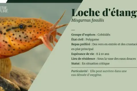 Une loche d'étang, poisson orange tacheté, vit sous la vase des eaux douces et peut survivre dans une eau dénuée d'oxygène.