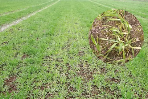 Champ de blé jeune montrant des symptômes de carence en manganèse, avec des feuilles jaunies et des traînées claires.