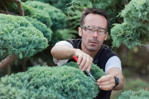 Mann mit Brille schneidet sorgfältig Koniferen mit einer Gartenschere, um die Form zu erhalten.