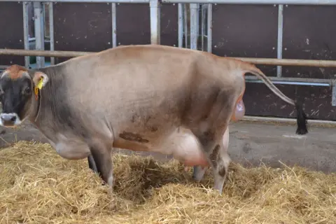 Ile trwa laktacja u krów? Zaskakujące fakty i wpływ na hodowlę