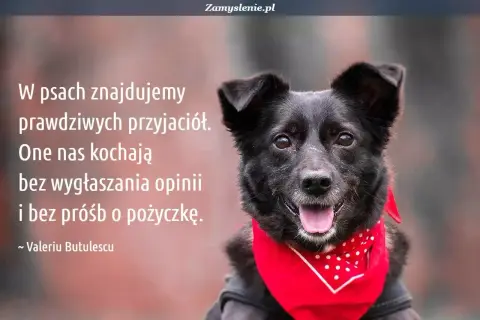 Czarny pies w czerwonej bandanie, z tekstem o psach i przyjaźni. Piękne cytaty o psach.