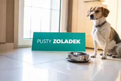 Pies siedzi obok pustej miski, a tabliczka "Pusty żołądek" sugeruje, że może wymiotować żółcią.