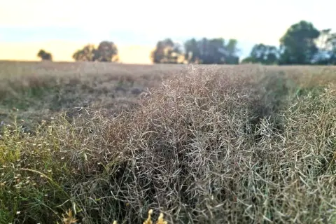 Pole rzepaku w Szamotułach, gotowe do zbioru. Cena rzepaku zależy od wielu czynników.