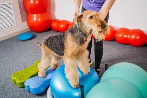 Airedale terrier ćwiczy psie sporty na niebieskiej piłce gimnastycznej, otoczony kolorowymi piłkami i podestami.