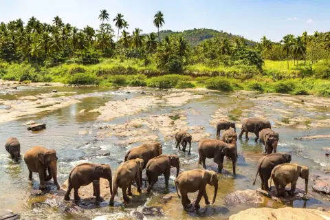 Un troupeau d'éléphants traverse une rivière bordée de palmiers, un moment inoubliable de safari au Sri Lanka.