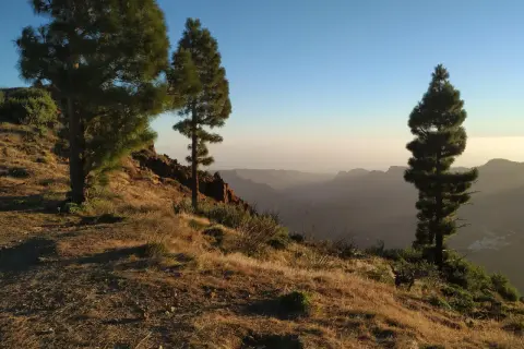 Paisaje de senderismo en Canarias con pinos en una ladera dorada y un valle brumoso al amanecer.