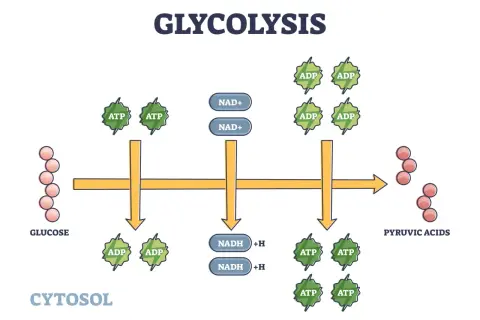 Schema della glicolisi, processo chiave nel metabolismo dei carboidrati, che trasforma il glucosio in acidi piruvici con produzione di ATP e NADH.
