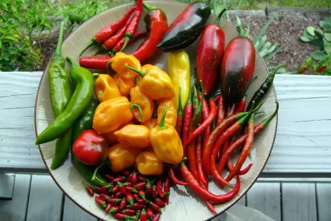 Was ist Chili? Schärfe, Sorten & Tipps für Küche & Garten