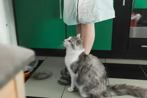 Gato gris y blanco mira hacia arriba, esperando algo. Quizás un poco de feromonas para gatos para calmarse.