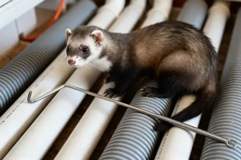 Un furet curieux, peut-être coincé dans une canalisation, observe un outil de déblocage.