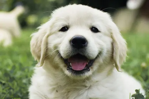 Un adorable mini golden retriever sourit, la langue sortie, dans l'herbe verte.