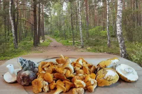 Sezon na kurki kiedy: najlepszy czas na zbieranie kurek w Polsce