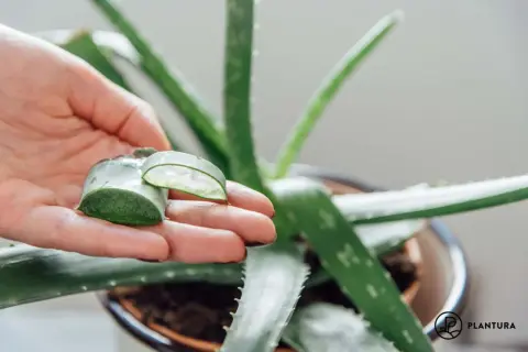 Hand hält Aloe Vera Blattstücke, die das klare Gel zeigen. Natürliche aloe vera anwendung für Hautpflege.