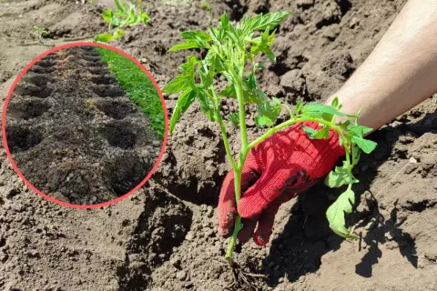 Sadzenie pomidorów do gruntu: ręka w czerwonej rękawiczce trzyma sadzonkę, obok przygotowane dołki.