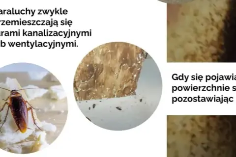 Jak karaluchy się rozmnażają? Zaskakujące fakty o ich cyklu życia