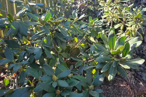 Gęste, zielone liście rododendronów. Zastanawiasz się, co posadzić obok rododendrona? Pomyśl o paprociach lub wrzosach.