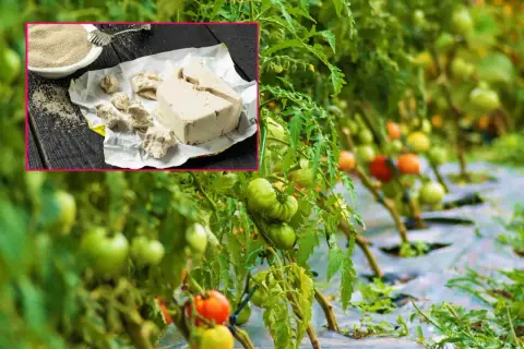 Naturalny oprysk z drożdży dla zdrowych pomidorów. W rogu zdjęcie kostki drożdży i miseczki z proszkiem.