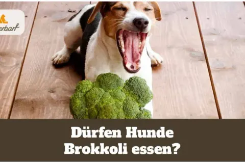 Ein Hund gähnt neben einem Brokkoli. Die Frage "Dürfen Hunde Brokkoli essen?" und "brokkoli hund wie lange kochen" wird thematisiert.