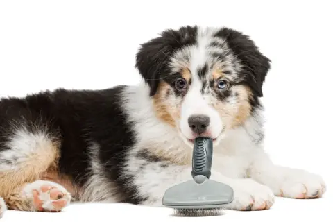 Ein niedlicher australian shepherd langhaar Welpe spielt mit einer Bürste.