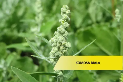 Zielona, kłująca komosa chwast z drobnymi nasionami.