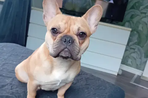 En söt fransk bulldogg sitter på en mörk kudde och tittar rakt in i kameran.