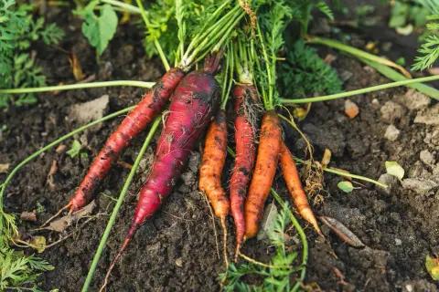 Frisch geerntete Karotten, darunter eine dunkelrote, liegen im Erdreich. Die grünen Blätter ragen aus dem Boden.