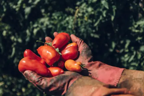 Hände in roten Handschuhen halten eine Ernte frischer, leuchtend roter San Marzano Tomaten vor einem grünen Hintergrund.