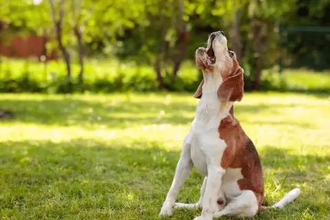 Un beagle sentado en el césped, aullando al cielo. Parece uno de esos perros que ladran mucho.