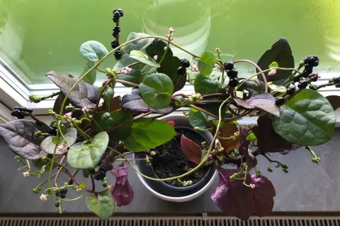 Malabarspenat med mörka bär och små rosa blommor. Vissa delar av malabarspenat är giftiga.