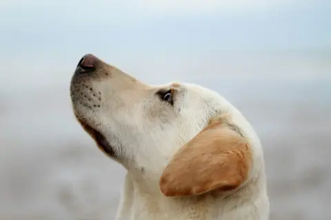 Labrador z zaciekawieniem patrzy w górę, jakby czekał na smakołyk po odrobaczaniu.