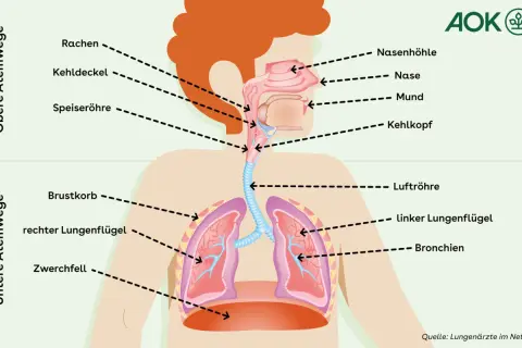 Schema der Atemwege: Von Nase und Mund über Kehlkopf und Luftröhre bis zu Lungenflügeln und Bronchien. Hilfreich bei spastischer Bronchitis.