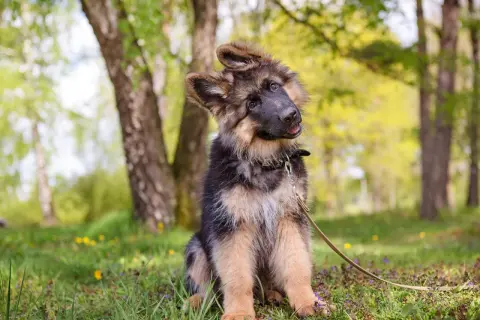 Ein niedlicher Schäferhundwelpe sitzt im Gras und lernt, wie man Welpen erzieht.