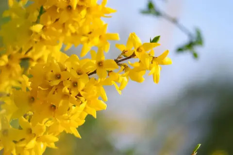 Rameau de forsythia en pleine floraison, ses fleurs jaunes éclatantes annoncent le printemps.
