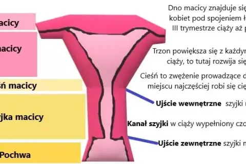 Jak zmienia się szyjka macicy przed porodem? Kluczowe objawy i porady