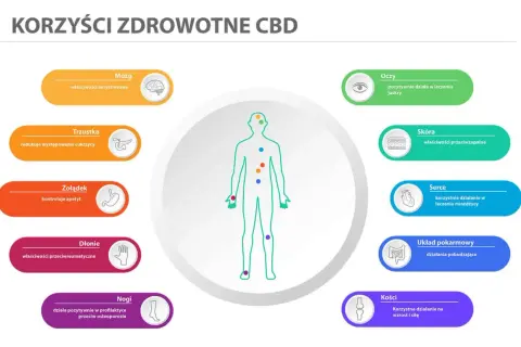 CBD wspiera mózg, łagodząc stres, co może pomóc w walce z objawami depresji. Grafika pokazuje też korzyści dla oczu, skóry, serca, układu pokarmowego, trzustki, żołądka, dłoni i nóg.