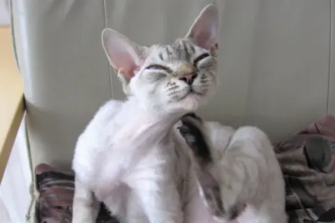 Devon rex niebieski – wyjątkowy kot o niezwykłym charakterze i cenie