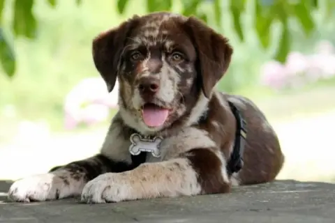 Ein süßer Aussie-Welpe mit Merle-Fell liegt entspannt im Freien. Er trägt ein Halsband mit Knochenanhänger, das an aussiedor krankheiten erinnert.