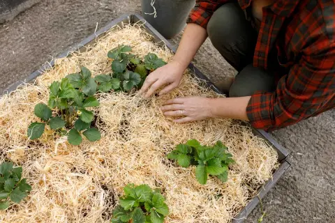 Här planteras jordgubbar i en bädd med halm. Vilken jord till jordgubbar som är bäst? Denna bädd ser lovande ut för god skörd.